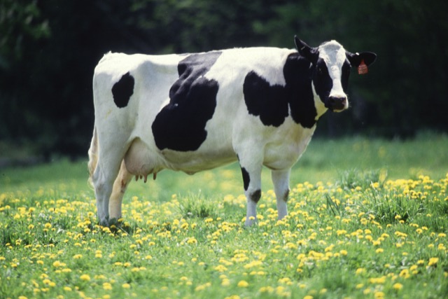 A Holstein dairy cow in a field